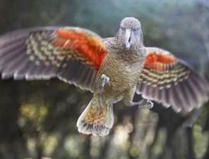 Kea